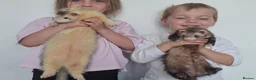 Ferret rodents for sale: Silly tame ferrets - Advert 2