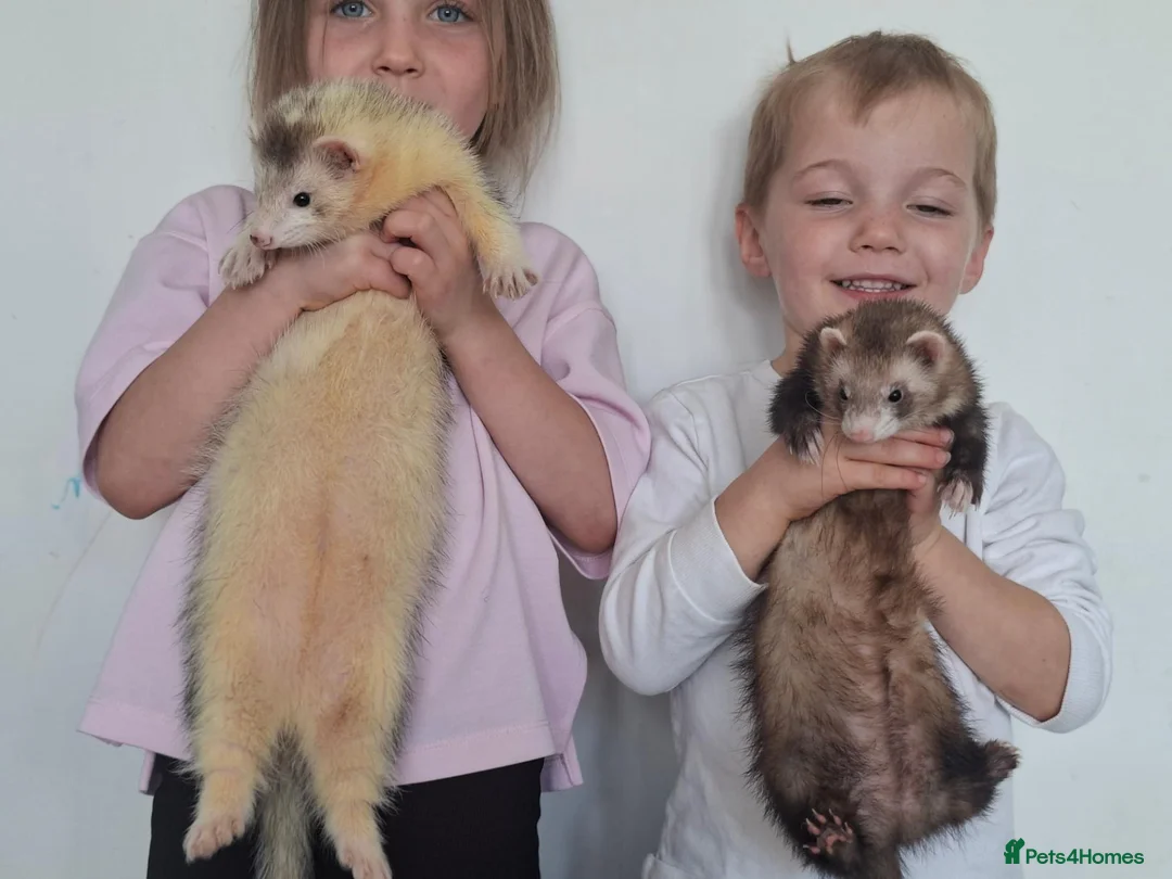 Ferret rodents for sale: Silly tame ferrets - Advert 2