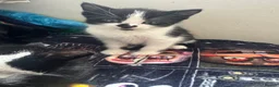Domestic Shorthair cats for sale: 2 males 1 female kittens 8 weeks old 21/02/26  - Advert 8