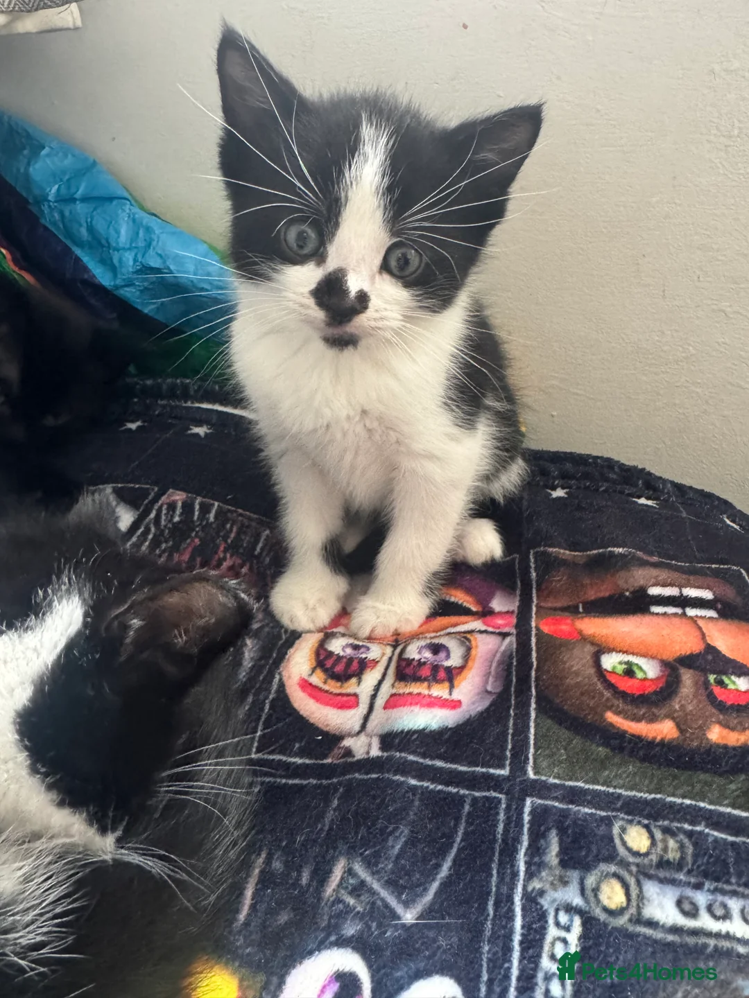 Domestic Shorthair cats for sale: 2 males 1 female kittens 8 weeks old 21/02/26  - Advert 8