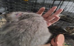Ragdoll cats for sale: Kittens for sale - Image 1