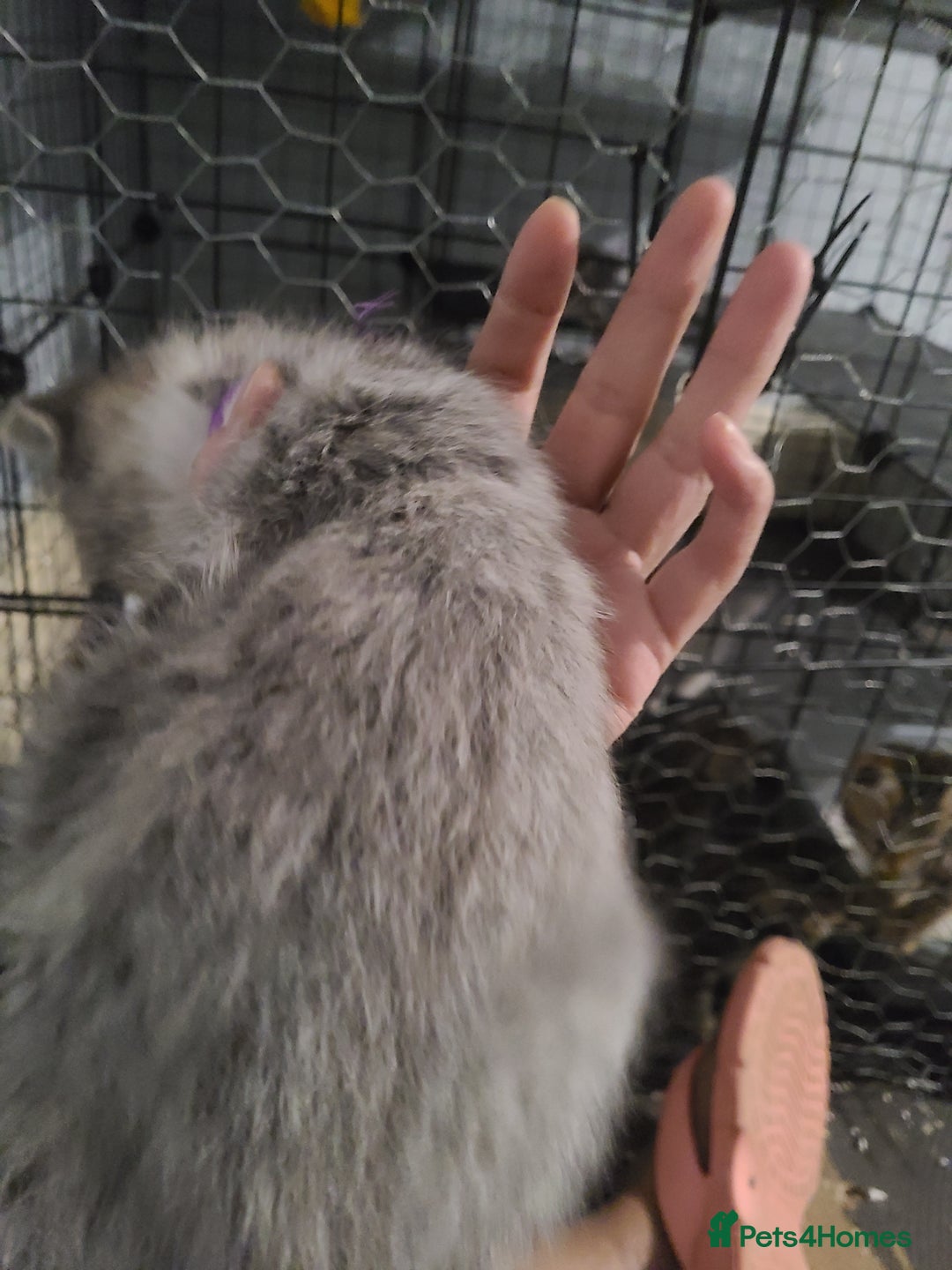 Ragdoll cats for sale: Kittens for sale - Image 1