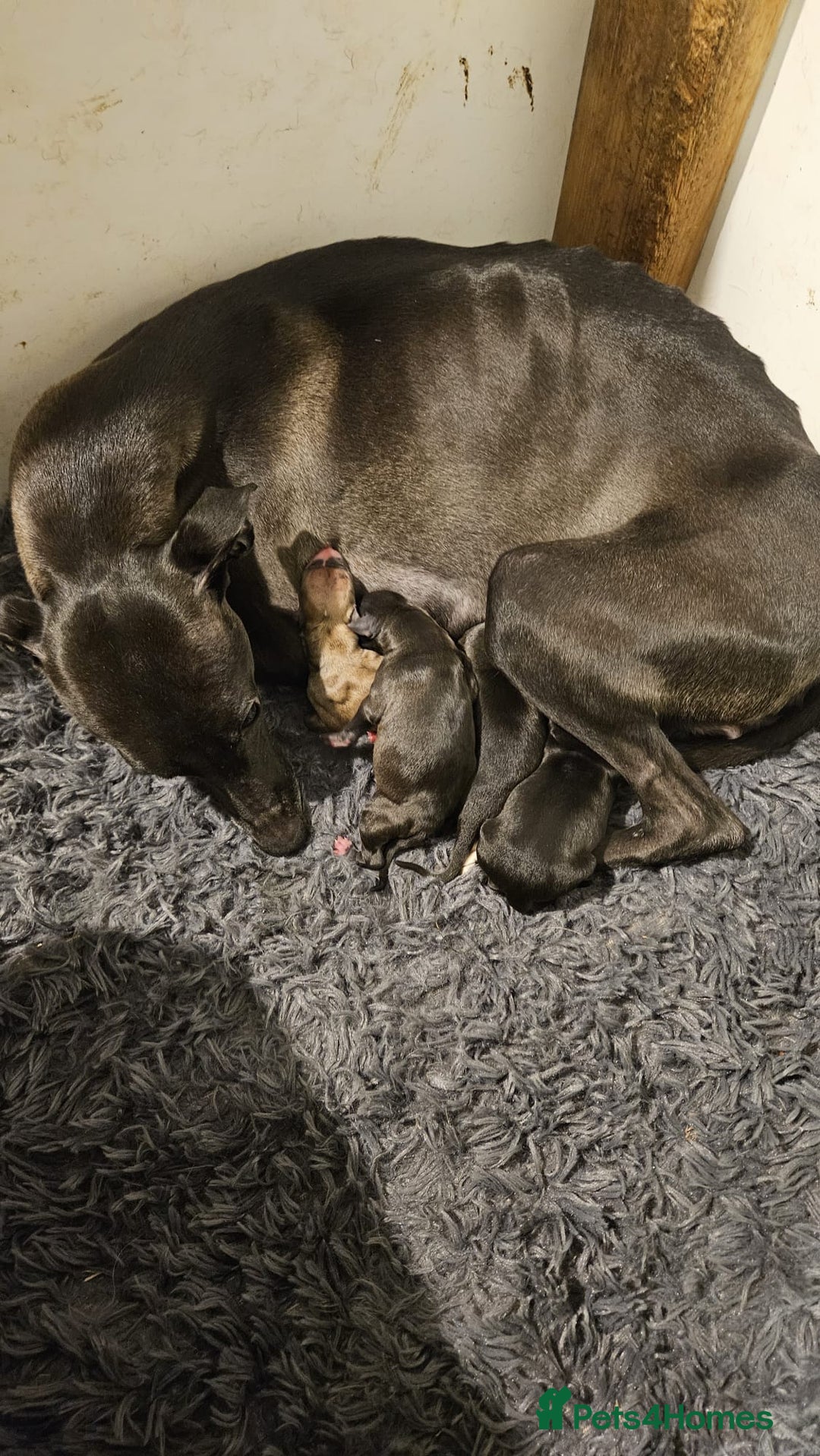 Whippet dogs for sale: Champion KC whippet puppies  - Advert 5