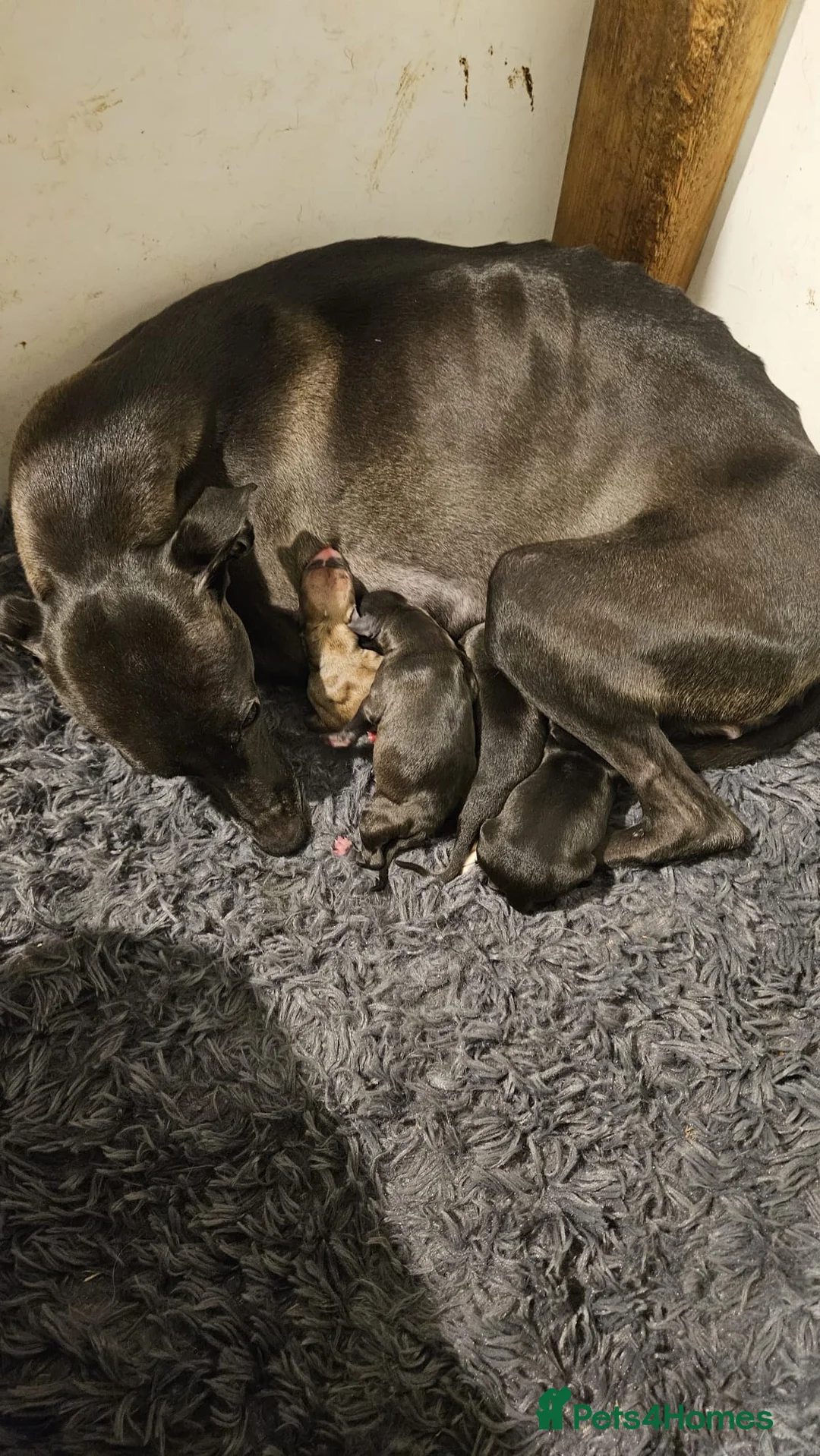 Whippet dogs for sale: READY NOW. Champion KC whippet pup LAST GIRL 💕  - Advert 8