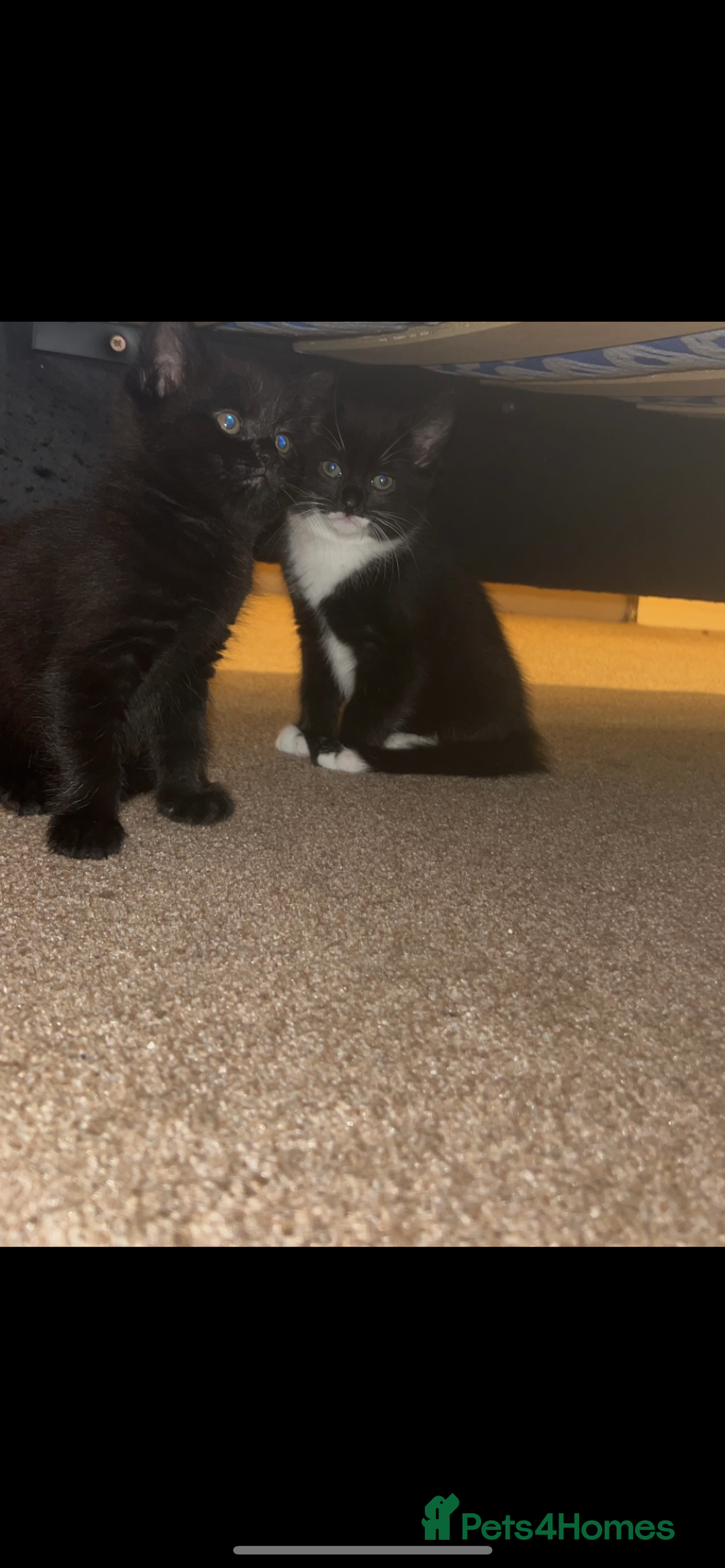 British Longhair cats for sale: Long haired kittens  - Image 1