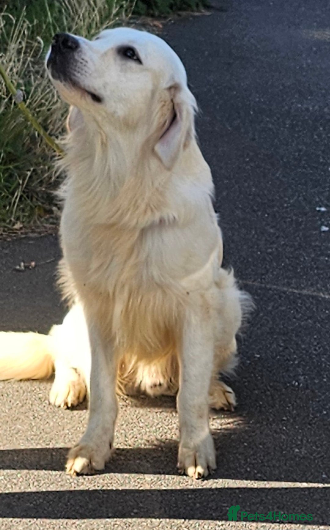 Golden Retriever dogs for stud: Extensively health tested show type kc reg in Bedford - Image 12