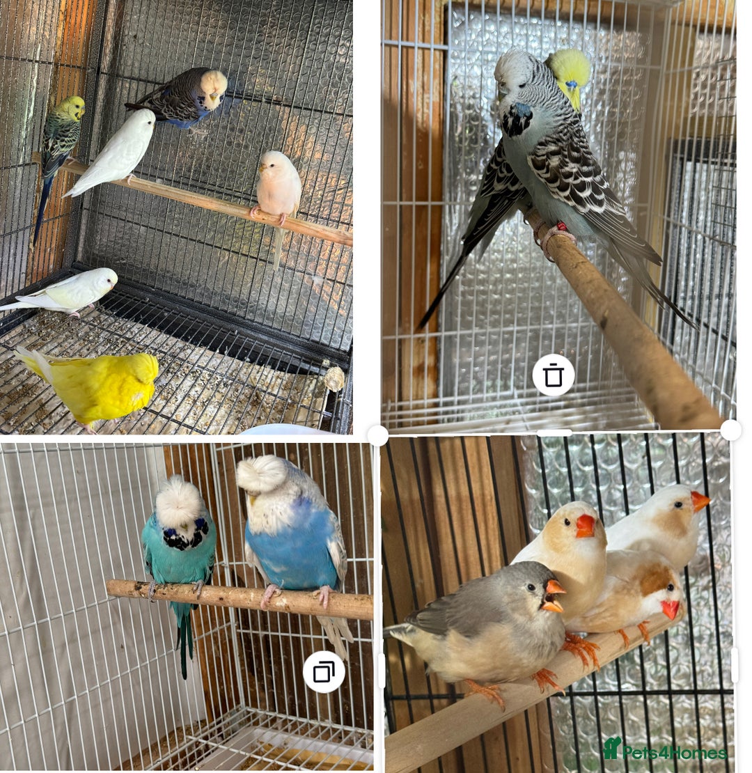 Finches birds for sale: Budgies free - Image 1