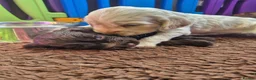 Cocker Spaniel dogs for sale: KC registered show type cocker spaniels  - Advert 27