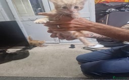 Mixed Breed cats for sale: Beautiful litter - Image 5