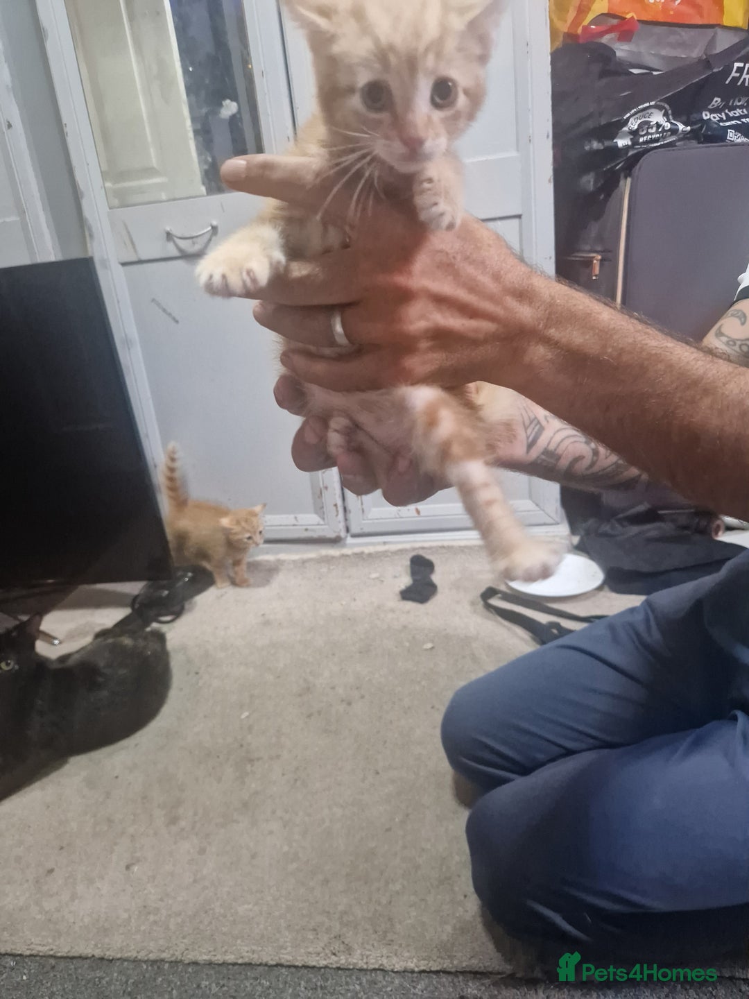 Mixed Breed cats for sale: Beautiful litter - Image 5