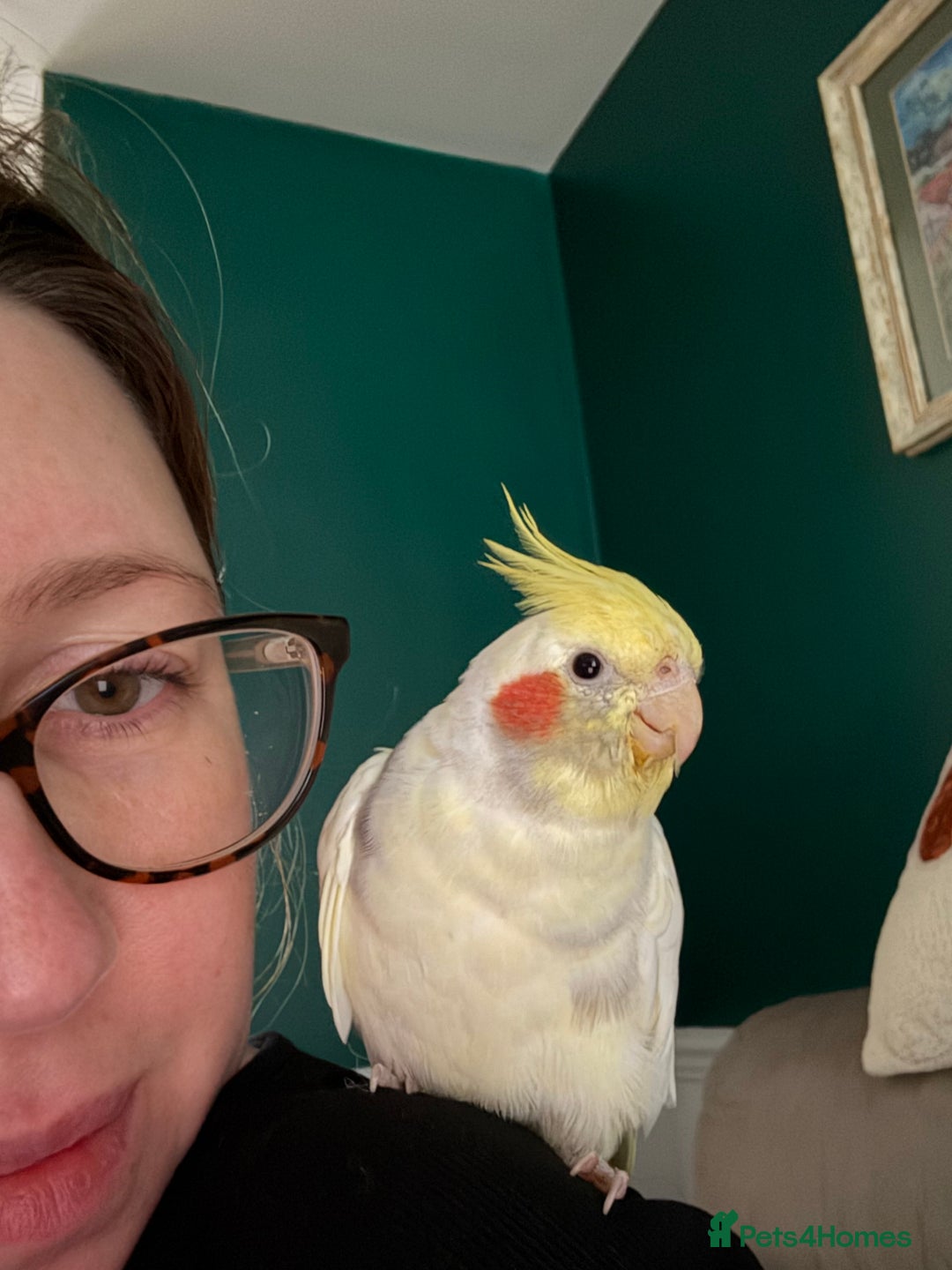 Cockatiels birds for sale: Adorable Male cockatiel fully tame - Advert 3