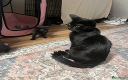 Norwegian Forest Cat cats for sale: Norwegian forest/ Bombay kittens  - Image 8