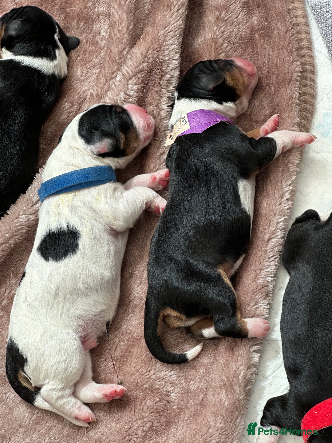 Mixed Breed dogs for sale: Border doodle - Image 10