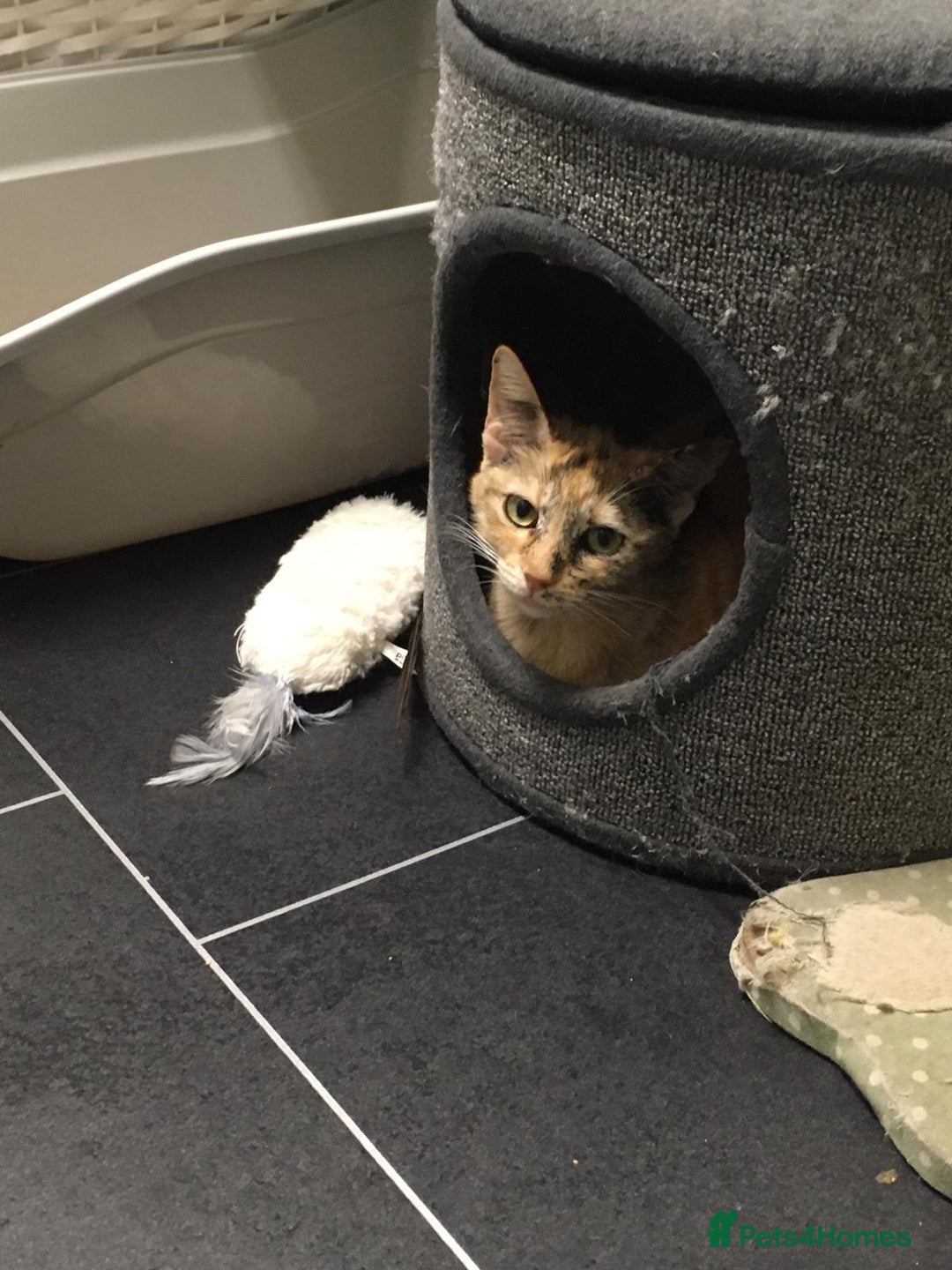 Domestic Shorthair cats for adoption: Loving Sage Looking for an Indoor ONLY home - Image 1