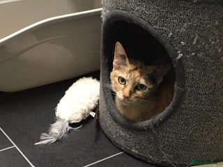 Domestic Shorthair cats - Advert 23