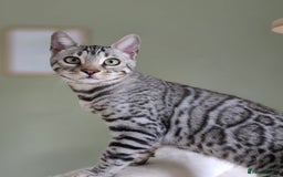 Bengal cats for sale: Two Silver Bengal Sisters  - Image 8