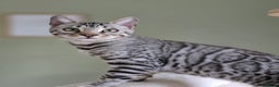 Bengal cats for sale: Two Silver Bengal Sisters  - Advert 8