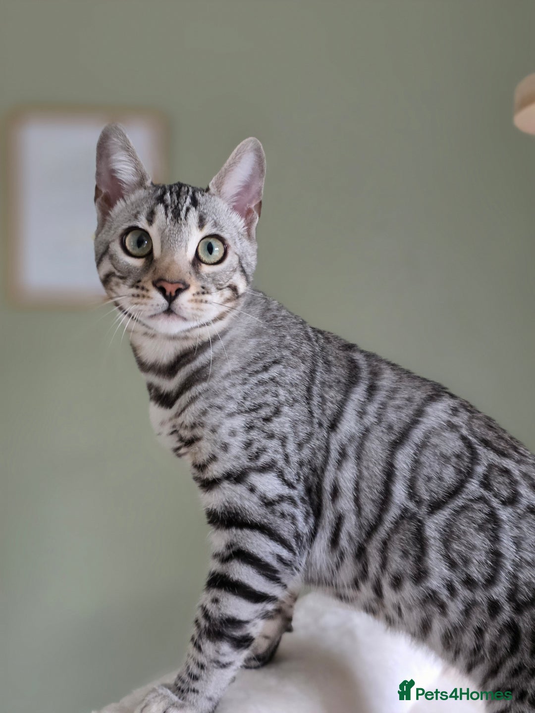 Bengal cats for sale: Two Silver Bengal Sisters  - Image 8
