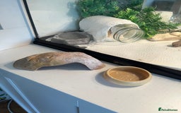 Leopard Gecko reptiles for sale: Leopard gecko and set up for sale - Image 8