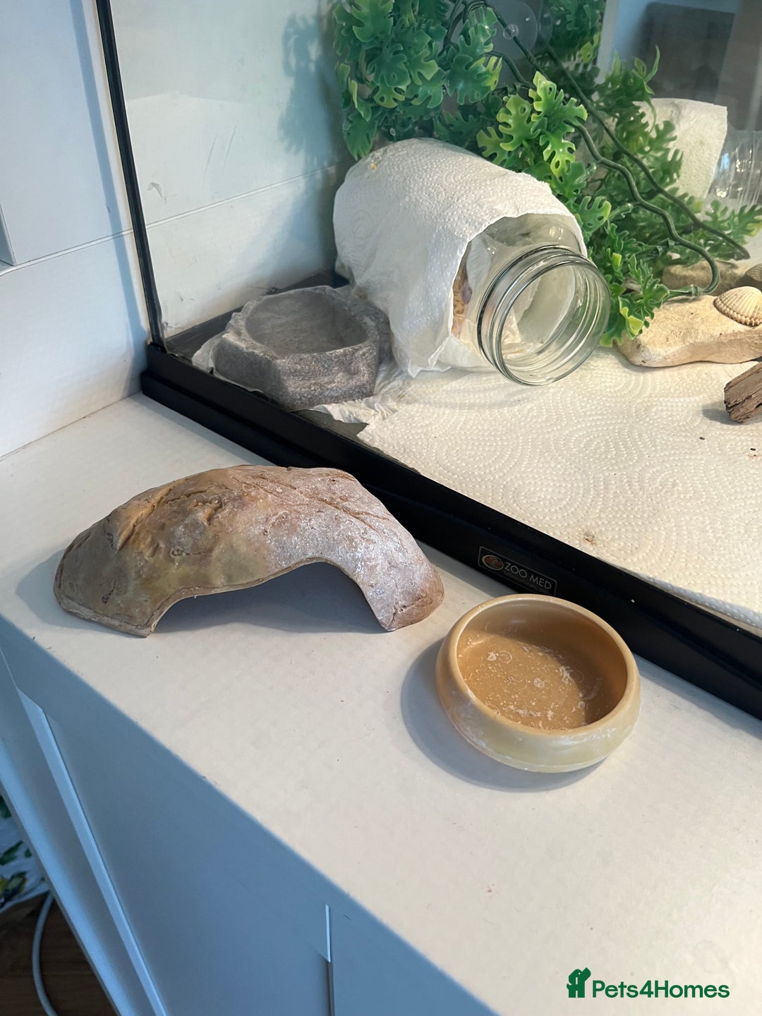 Leopard Gecko reptiles for sale: Leopard gecko and set up for sale - Image 8