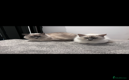 Ragdoll cats for sale: Mother (10) & Daughter (4) - Image 1
