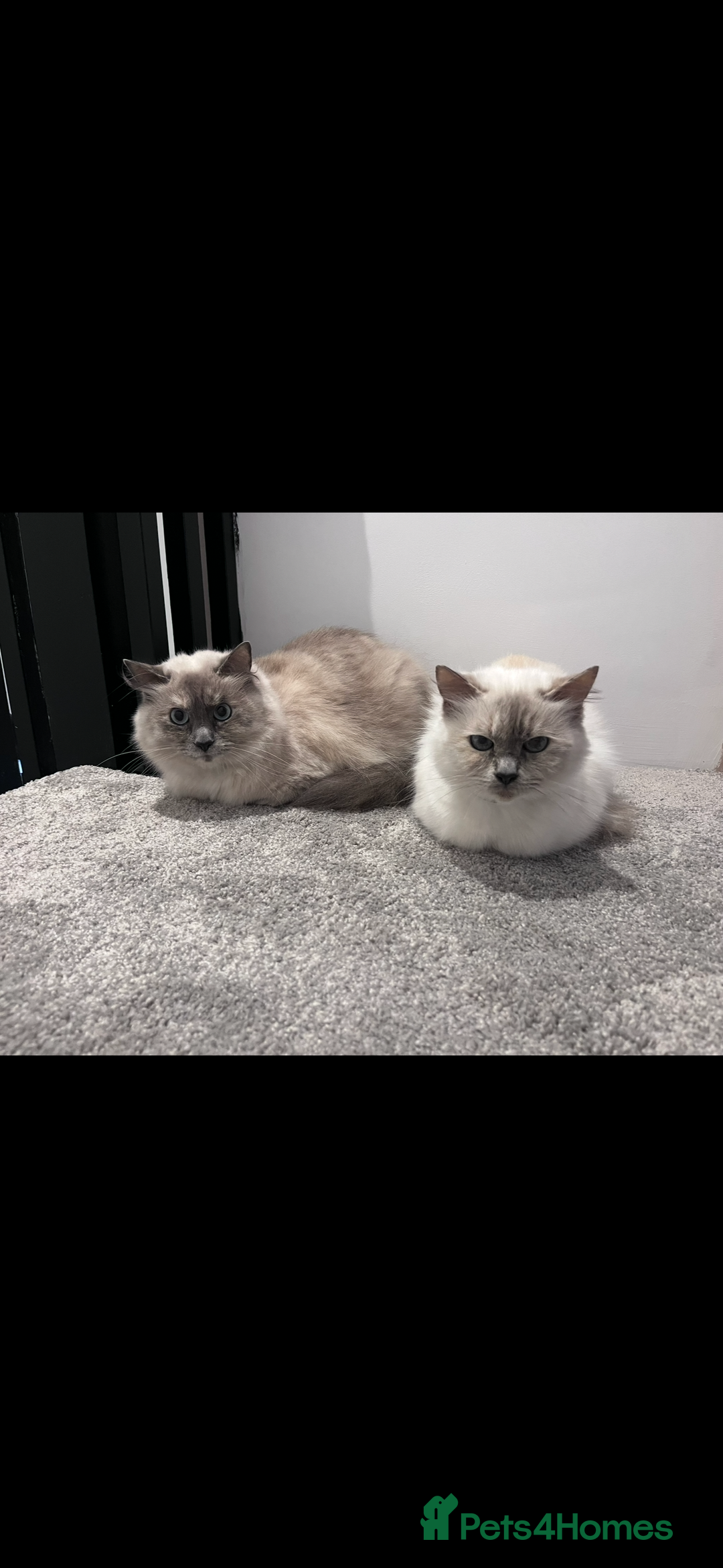 Ragdoll cats for sale: Mother (10) & Daughter (4) - Image 1