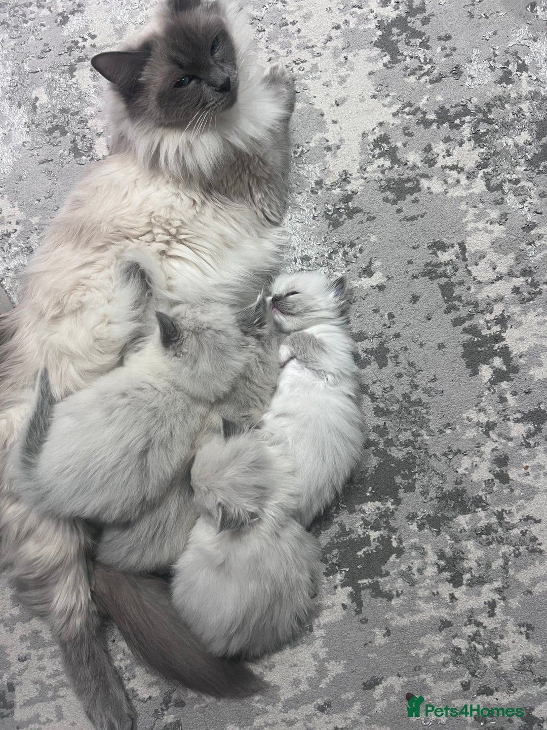 Ragdoll cats for sale: Adorable Ragdoll kittens  - Advert 5