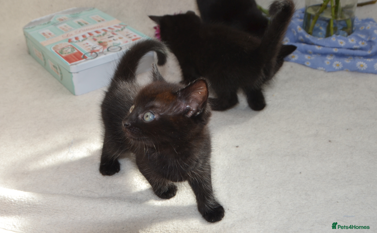 Mixed Breed cats - Advert 1