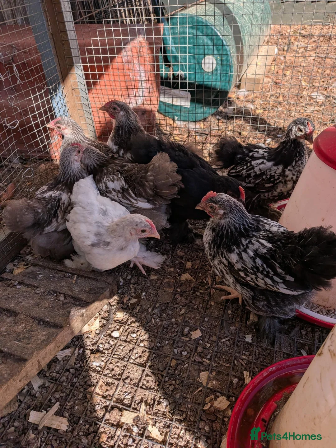 Chickens poultry for sale: Rare colour laced cockerels - free - Advert 2