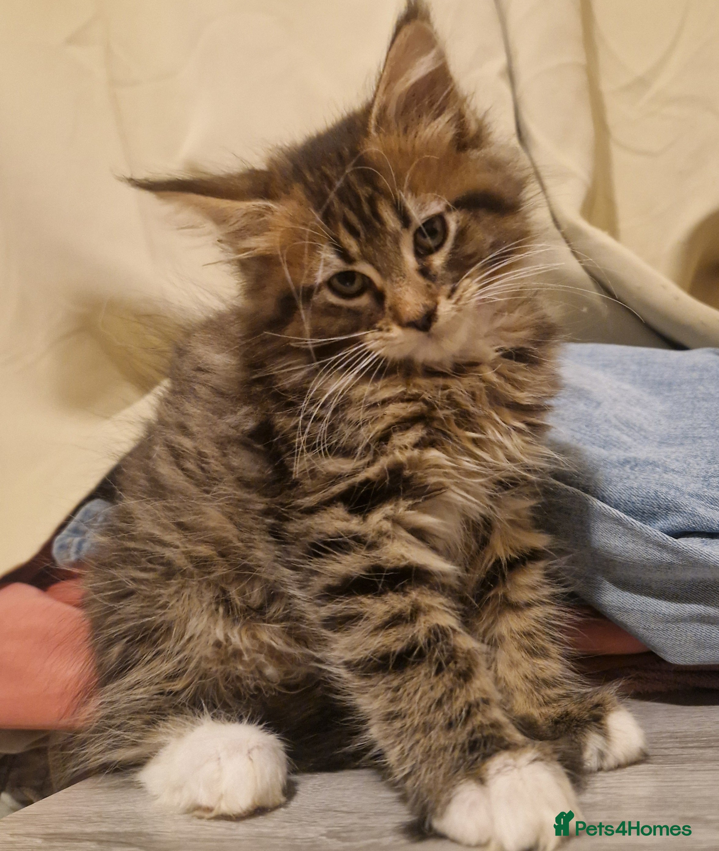 Maine Coon cats Sweet Maine Coon kittens - Advert 12