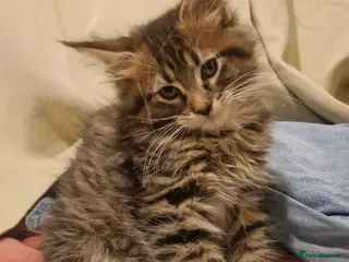 Maine Coon cats Sweet Maine Coon kittens - Advert 12