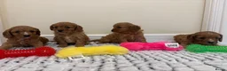 Cavapoo dogs for sale: Deep red cavapoos  - Advert 9