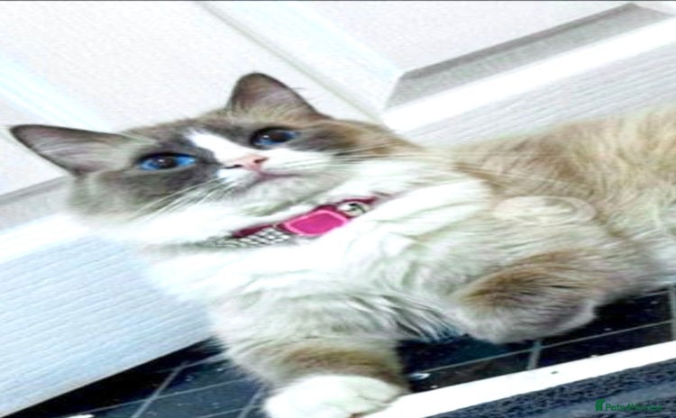 Ragdoll cats - Advert 7