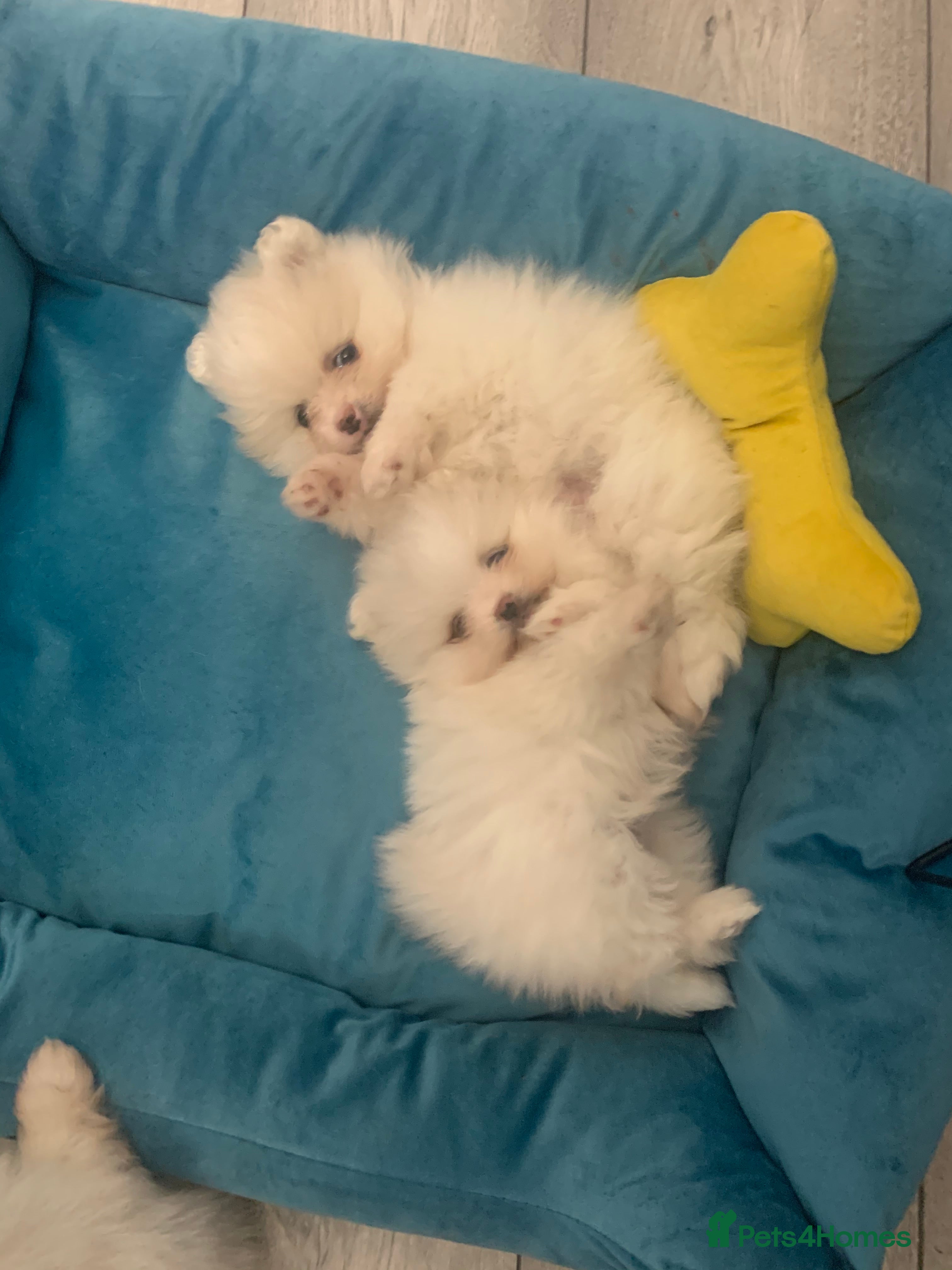 Pomeranian dogs Super cute white KC teddy bears  - Advert 2