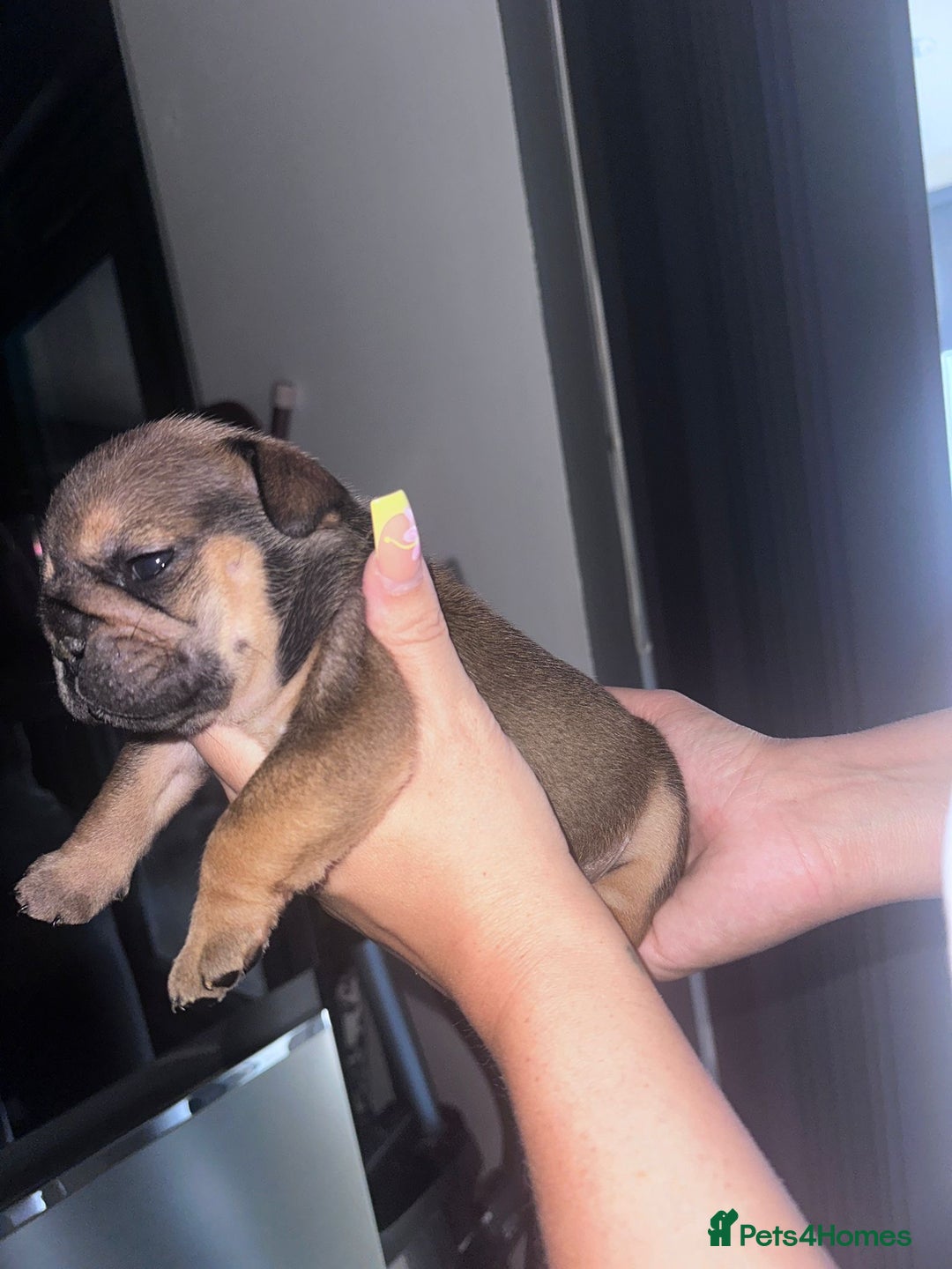 English Bulldog dogs for sale: Beautiful English bulldog puppies - Image 12