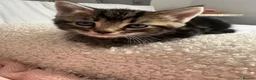 Mixed Breed cats for sale: 2 Mixbreed Boy Kittens Left - Advert 3