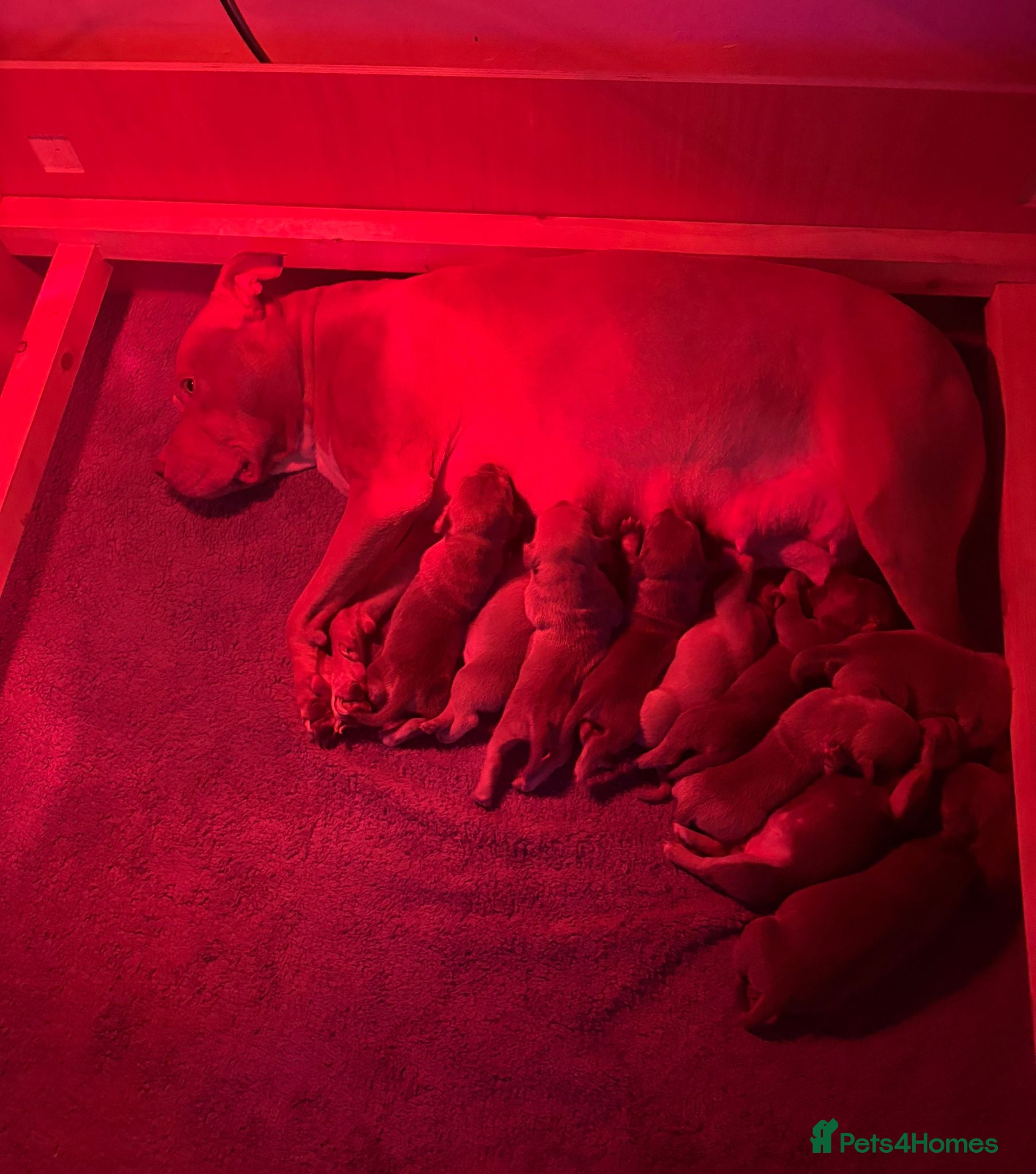 Mixed Breed dogs     11 Adorable American Bulldog x Frenchie Pups! - Advert 2