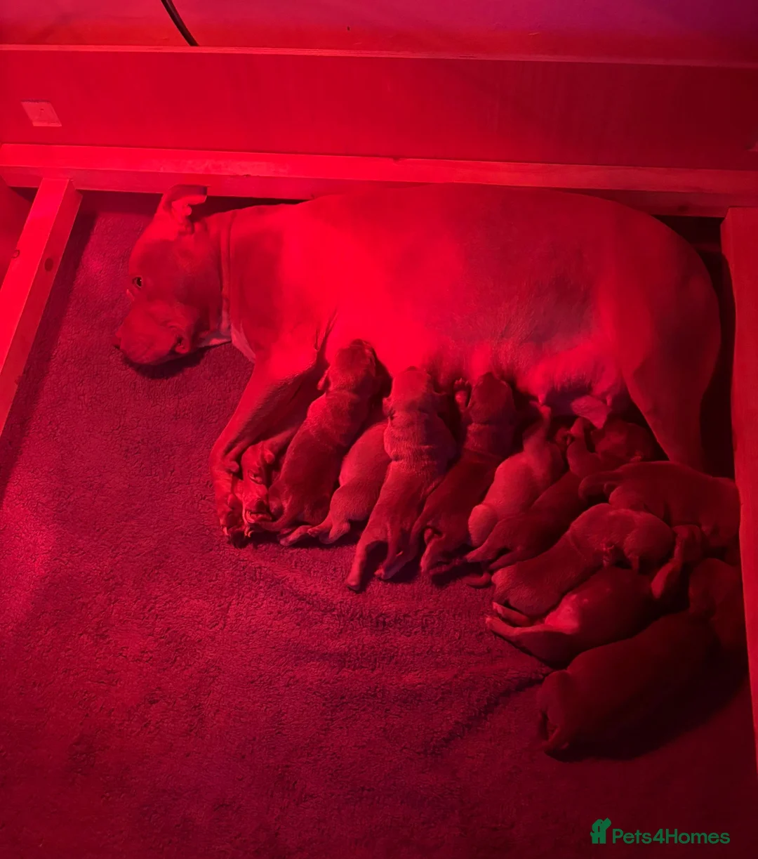 Mixed Breed dogs for sale:     11 Adorable American Bulldog x Frenchie Pups! - Advert 2