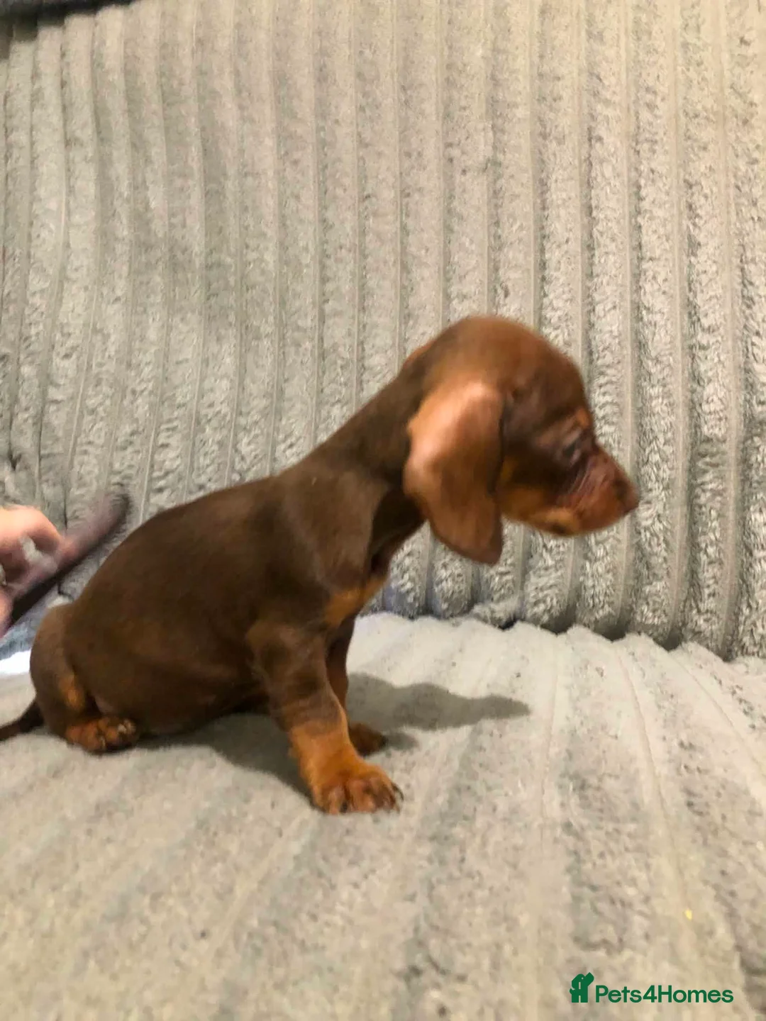 Miniature Dachshund dogs for sale: Colourful litter of 6 Dachshunds  in Burgess Hill - Advert 2