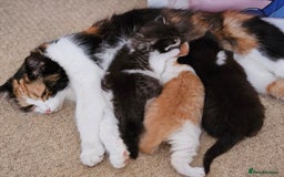 Mixed Breed cats for sale: 3 kittens for sale.  - Image 8