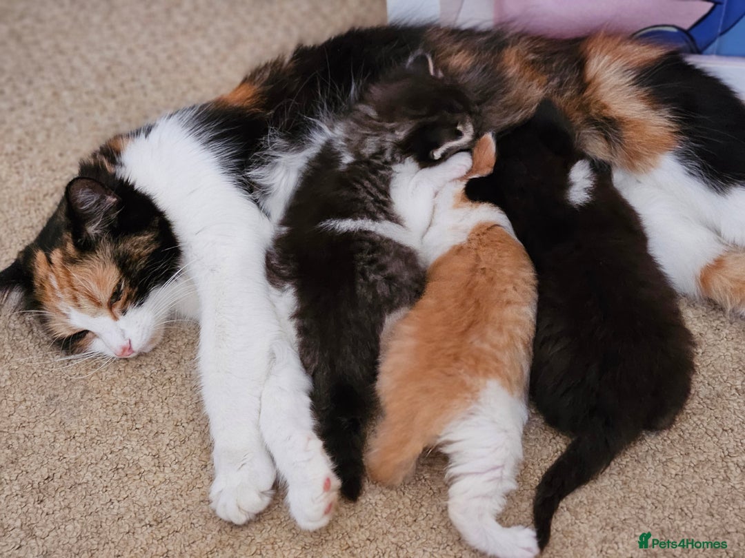 Mixed Breed cats for sale: 3 kittens for sale.  - Image 8