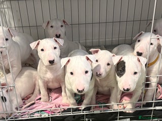 English Bull Terrier dogs Outstanding KC EBT Puppies - Advert 14
