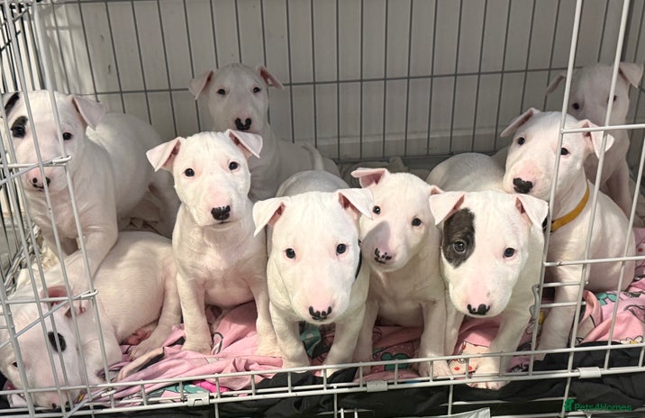 English Bull Terrier dogs - Advert 4