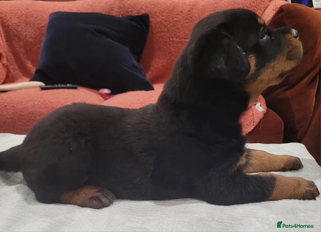 Rottweiler dogs for sale: GIANT ROTTWEILER PUP. PICK OF LITTER FEMALE - Advert 6