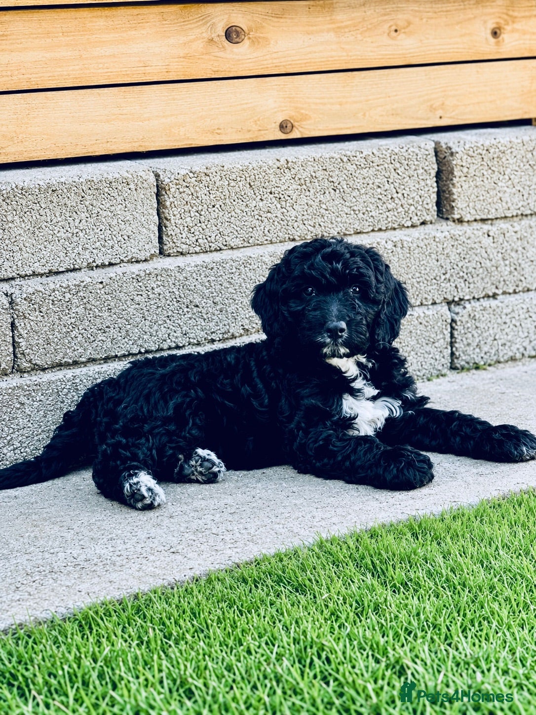 Sproodle dogs Stunning F1 Sproodles  - Advert 12