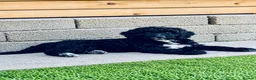 Sproodle dogs for sale: Stunning F1 Sproodles  - Advert 7