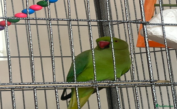 Finches birds - Advert 4