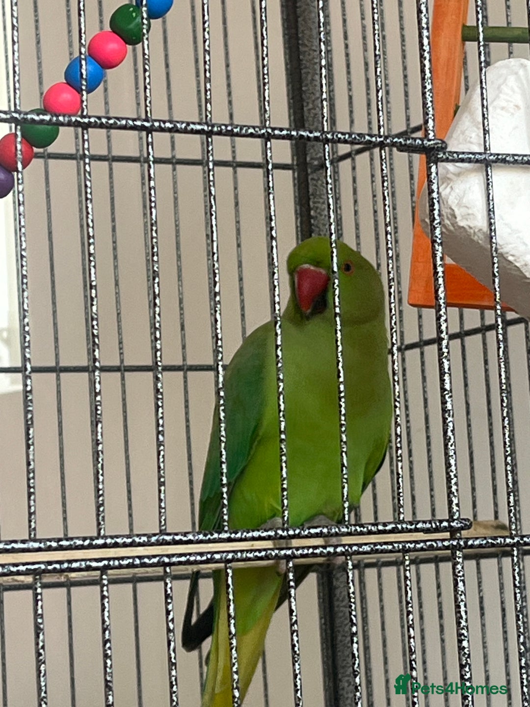 Finches birds for sale: Indian ring neck baby - Image 1