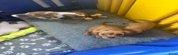 Cavalier King Charles Spaniel dogs for sale: 6 SWEET LITTLE BEAUTIES 2 boys 4 girls  - Advert 11