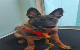 Belgian Shepherd Dog dogs for sale: Hugo Needs a new home  - Advert 1